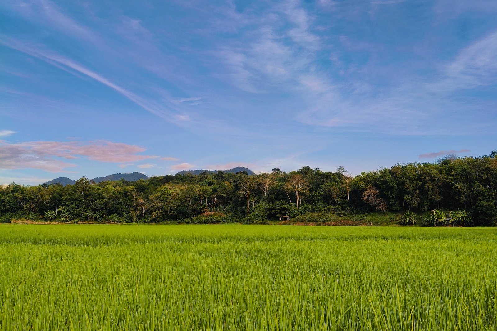 Sawah Guguk