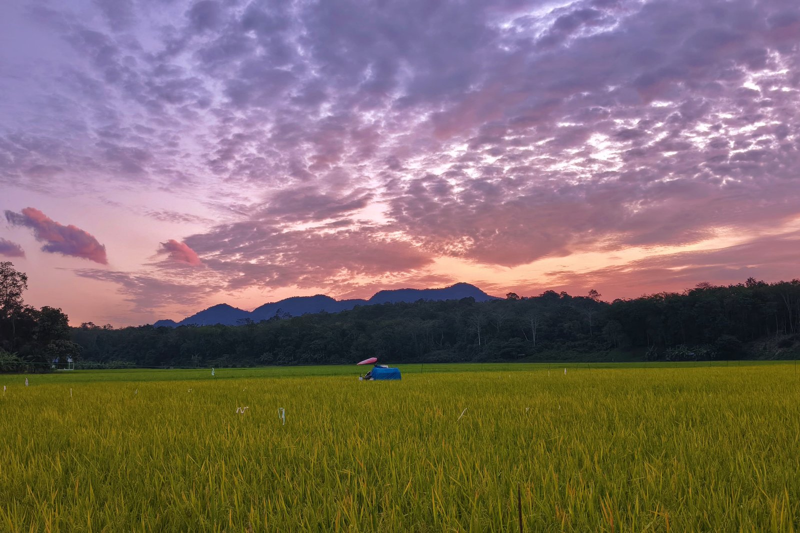 Sawah Koto