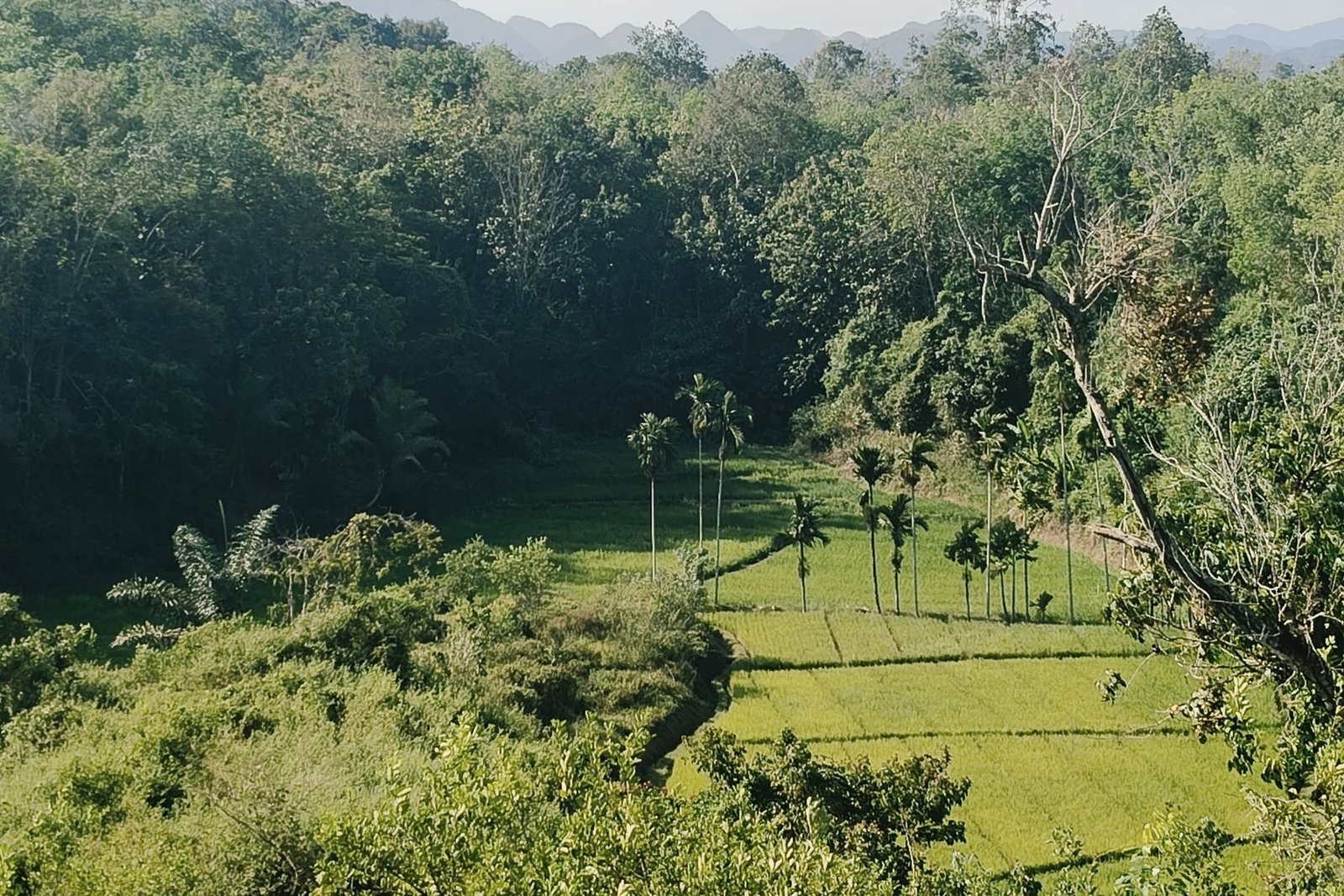 Foto Kepala Jorong
