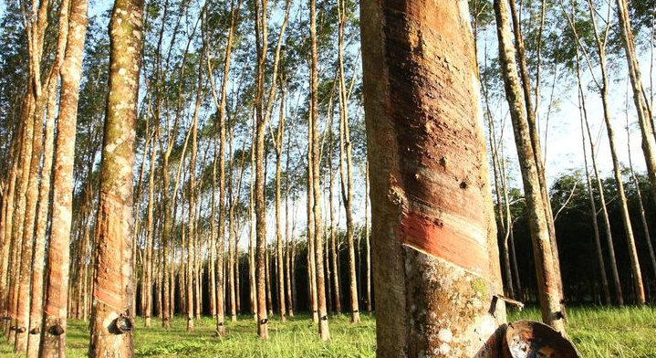 Potensi Kebun Karet di Nagari Guguak: Peluang Ekonomi yang Besar